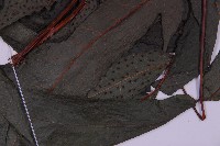 花蓮三叉蕨藏品圖，第3張