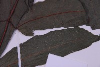 花蓮三叉蕨藏品圖，第4張