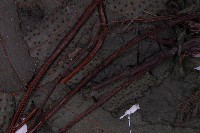 花蓮三叉蕨藏品圖，第5張