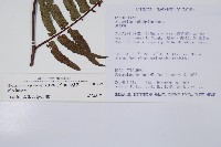 黑桫蕨藏品圖，第2張