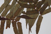 黑桫蕨藏品圖，第3張