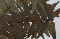 黑桫蕨藏品圖，第4張