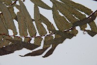 黑桫蕨藏品圖，第5張