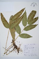 細柄雙蓋蕨藏品圖，第1張