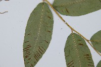 細柄雙蓋蕨藏品圖，第4張