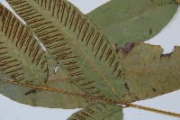 細柄雙蓋蕨藏品圖，第5張