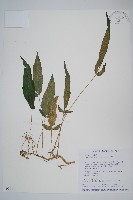 新月蕨藏品圖，第1張