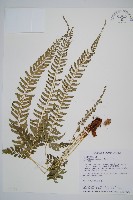 韓氏耳蕨藏品圖，第1張