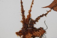 全緣貫眾蕨藏品圖，第3張