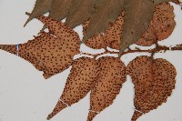 全緣貫眾蕨藏品圖，第4張