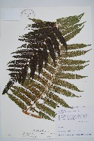 台灣桫欏藏品圖，第4張