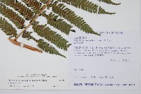 台灣桫欏藏品圖，第5張