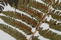 台灣桫欏藏品圖，第6張