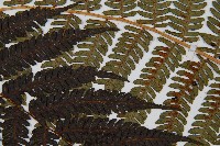 台灣桫欏藏品圖，第7張