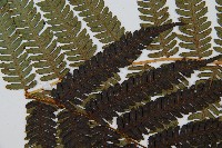 台灣桫欏藏品圖，第8張