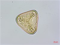 台灣桫欏藏品圖，第1張