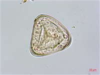 台灣桫欏藏品圖，第2張