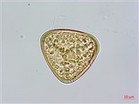 台灣桫欏藏品圖，第3張