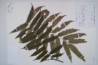 觀音座蓮藏品圖，第1張