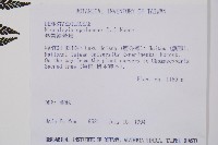 熱帶鱗蓋蕨藏品圖，第2張