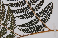 熱帶鱗蓋蕨藏品圖，第3張