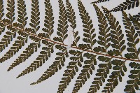 熱帶鱗蓋蕨藏品圖，第4張