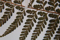 熱帶鱗蓋蕨藏品圖，第5張