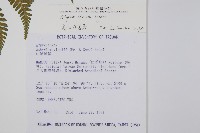 高山蹄蓋蕨藏品圖，第2張