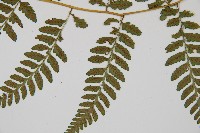 高山蹄蓋蕨藏品圖，第3張