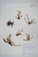 絨毛石葦藏品圖，第1張