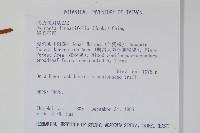 絨毛石葦藏品圖，第2張