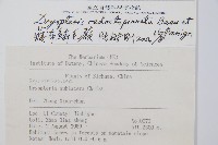 藏布鱗毛蕨藏品圖，第2張