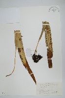 大瓦葦藏品圖，第1張