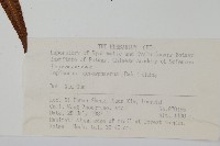 大瓦葦藏品圖，第2張