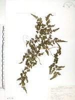 海金沙藏品圖，第1張