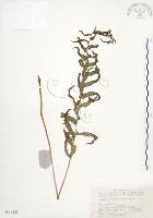 毛蕨藏品圖，第1張