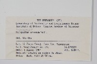 阿里山水龍骨藏品圖，第2張