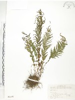 鱗蓋鳳尾蕨藏品圖，第1張