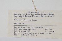 玉山卷柏藏品圖，第2張