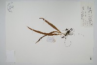 扭瓦葦藏品圖，第1張