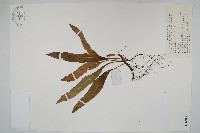 兩色瓦葦藏品圖，第1張