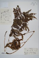 假毛蕨藏品圖，第1張