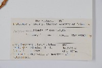 假毛蕨藏品圖，第2張