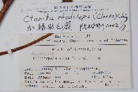 虹鱗肋毛蕨藏品圖，第2張