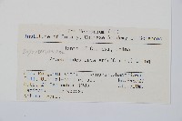 大片複葉耳蕨藏品圖，第5張