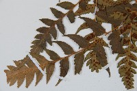 大片複葉耳蕨藏品圖，第8張