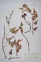 陰石蕨藏品圖，第1張