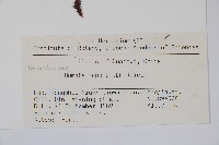 陰石蕨藏品圖，第2張
