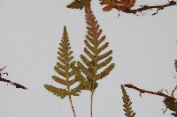 陰石蕨藏品圖，第4張