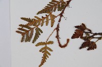 陰石蕨藏品圖，第5張